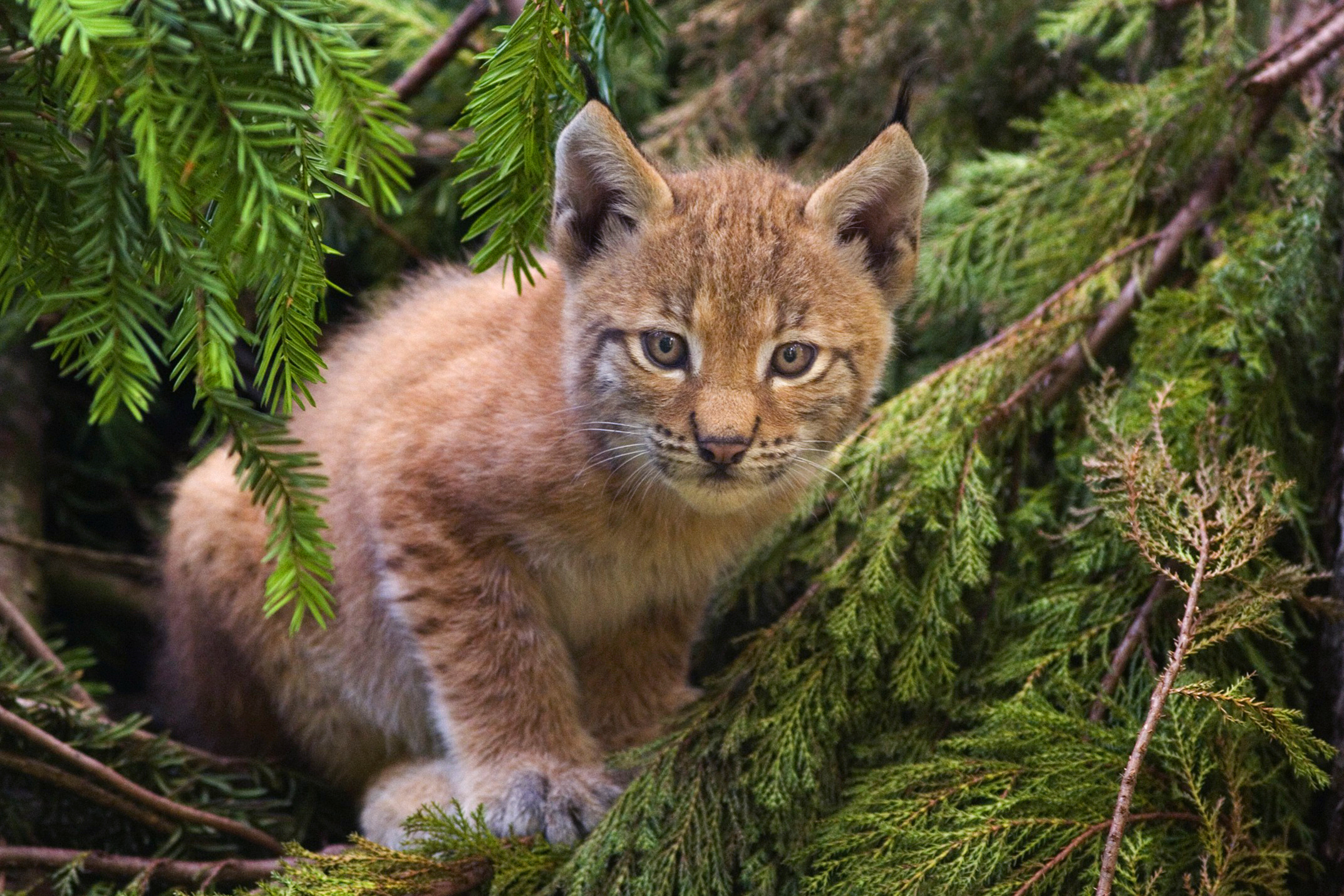 Eurasian lynx kitten. (Photo credit: Bernard Landgraf)